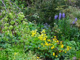 Domestic Garden