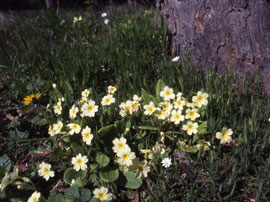 Domestic Garden