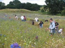 Volunteers collecting wildflower seeds