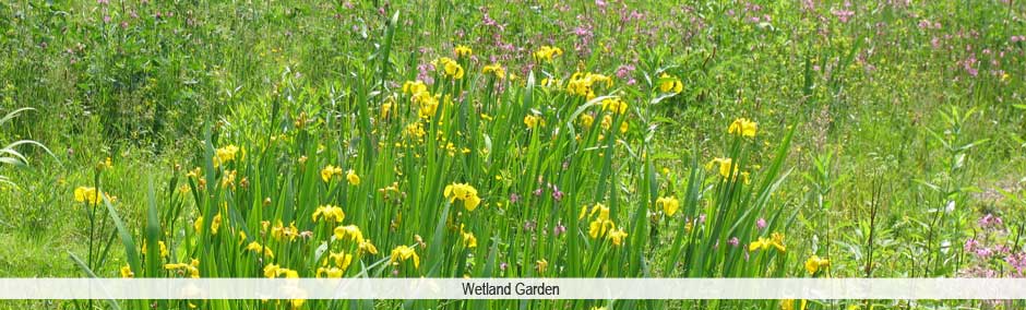 Cornfield Annuals