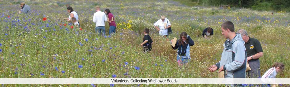 Volunteers collecting wildflower seeds