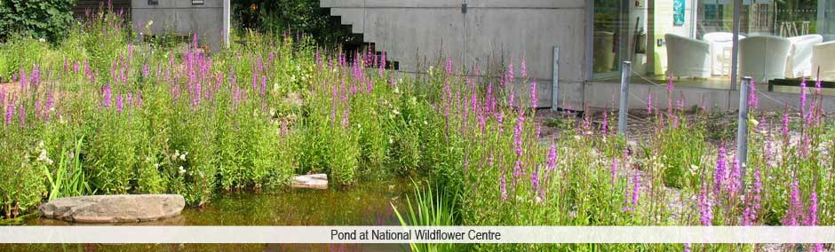 Pond at National Wildflower Centre